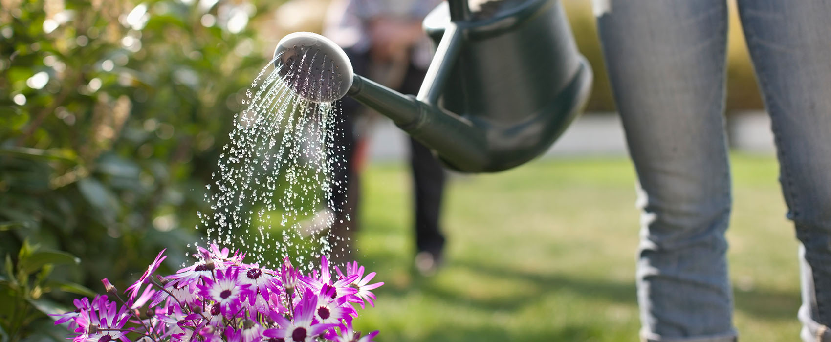 Person using watering can to water pot of purple daisies outside