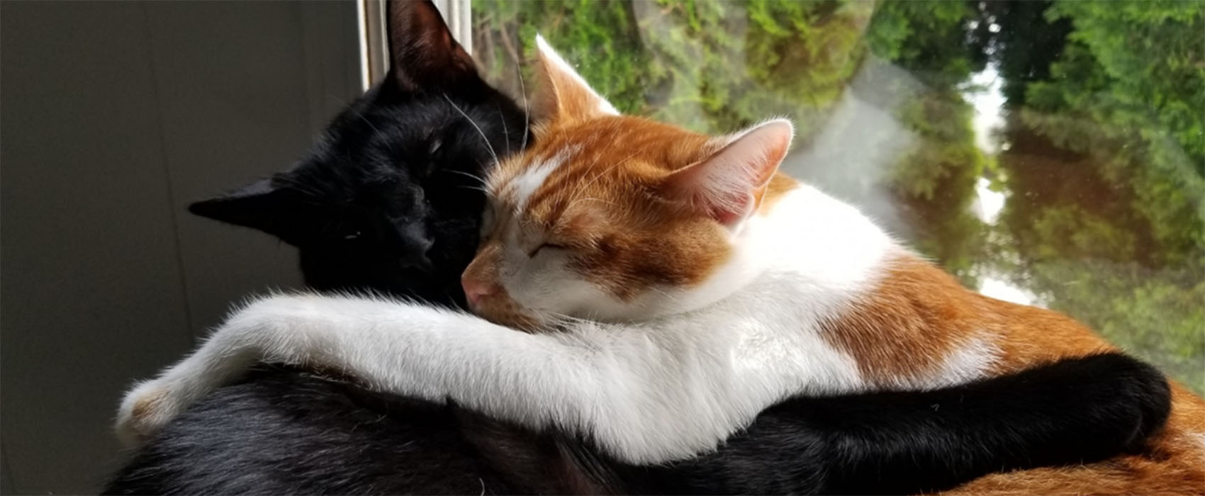 Black and orange cat hugging in front of window with evergreen trees outside.