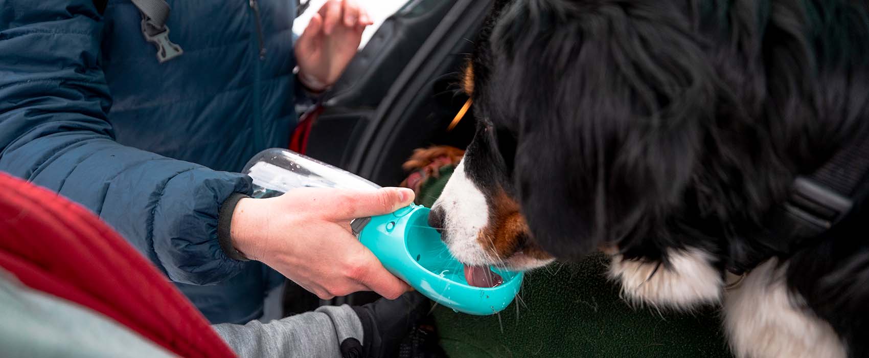 Dog drinks from portable pet water bottle while in backseat of car in winter.
