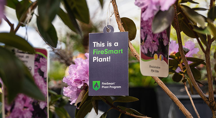 FireSmart BC hanging tag on a purple flowing rhododendron plant.