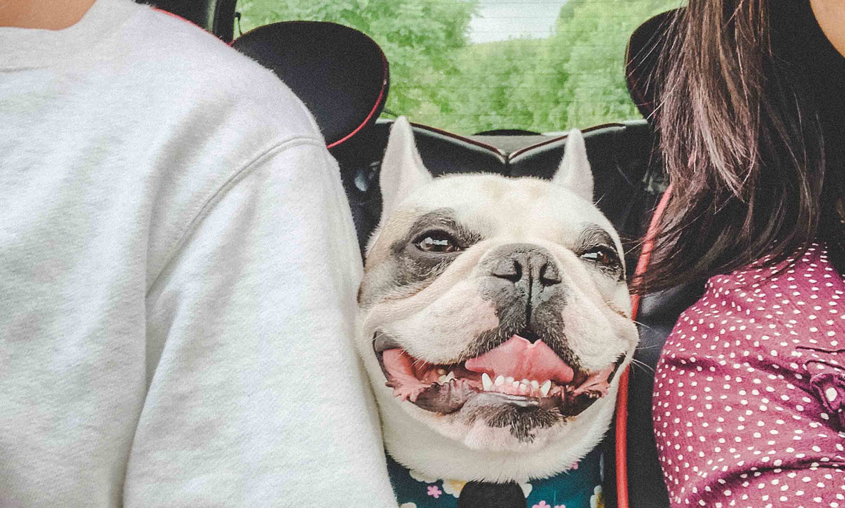 dog in car