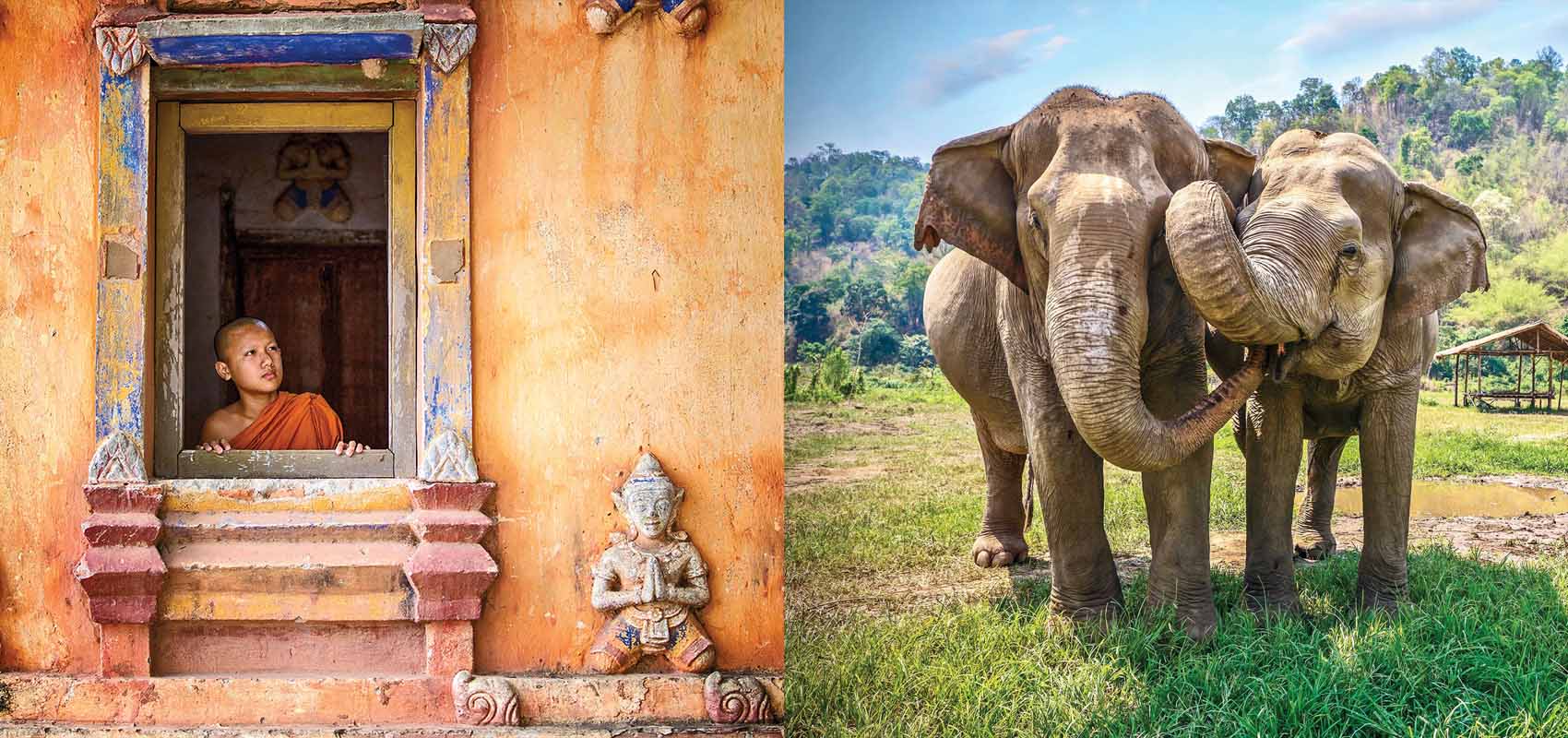 Left: Novice monk gazes out the window of a Buddhist temple. Right: Elephants nuzzle in northern Thailand.