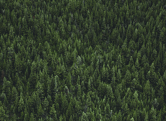 A thick and emerald forest with towering