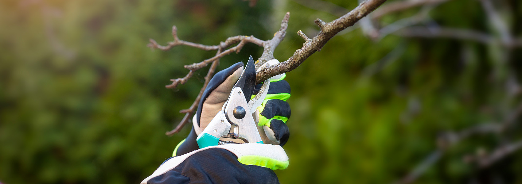 trimming tree branch