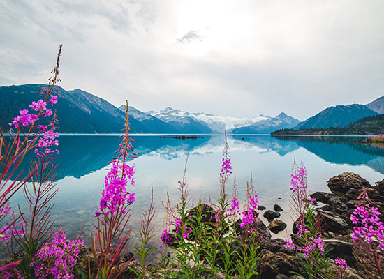 Pink flowering plants near a mountain and lake