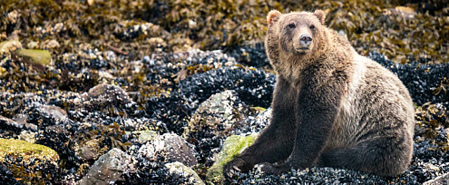 Bear sitting on coastal BC rocks