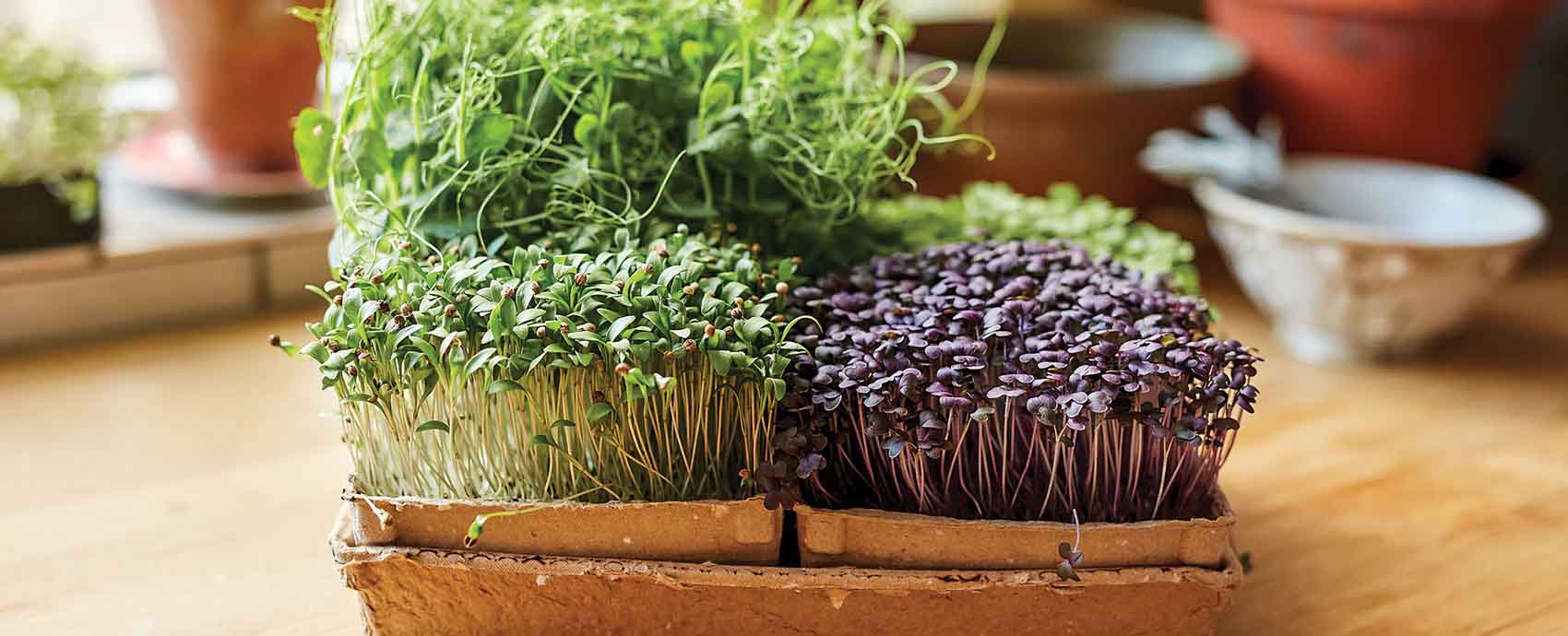edible greens on kitchen countertop