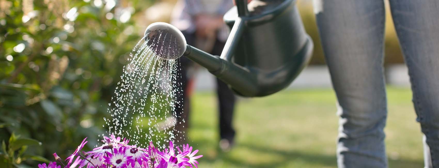 watering flowers in garden with watering can