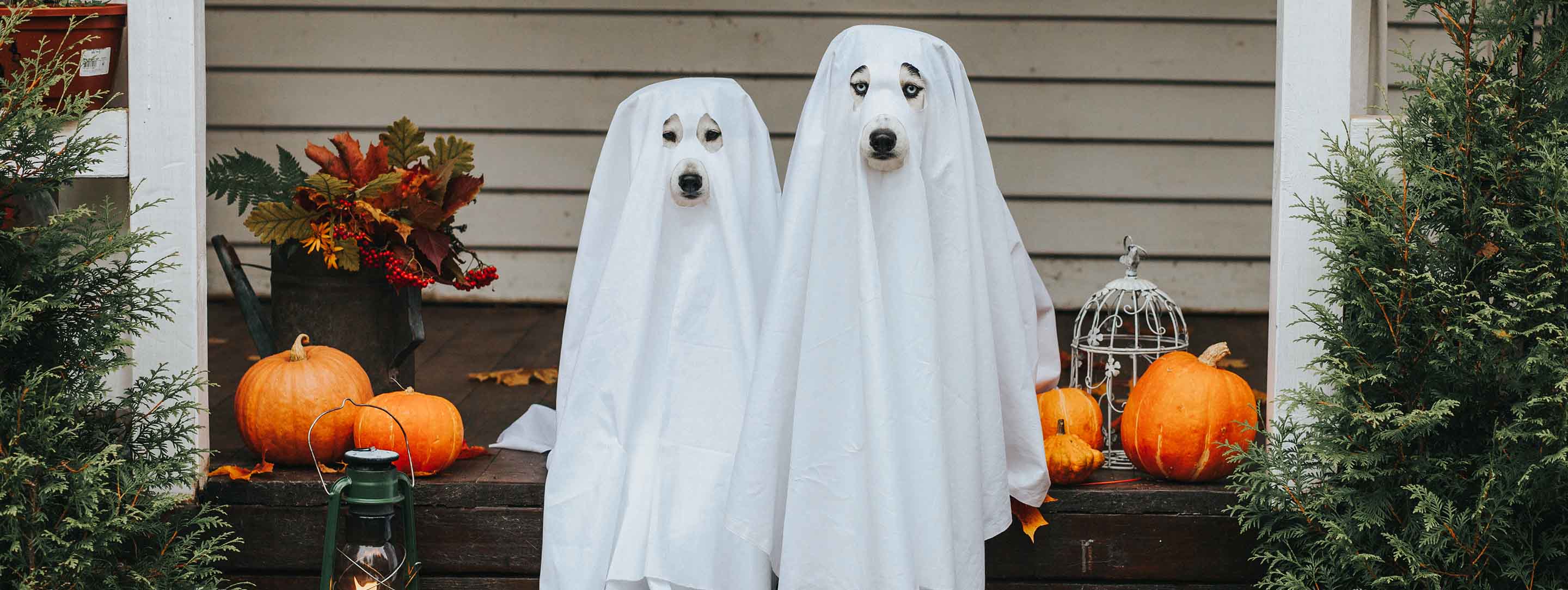 dogs dressed in ghost costume for Halloween