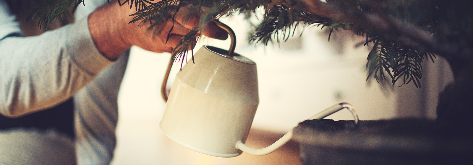 person watering spruce tree