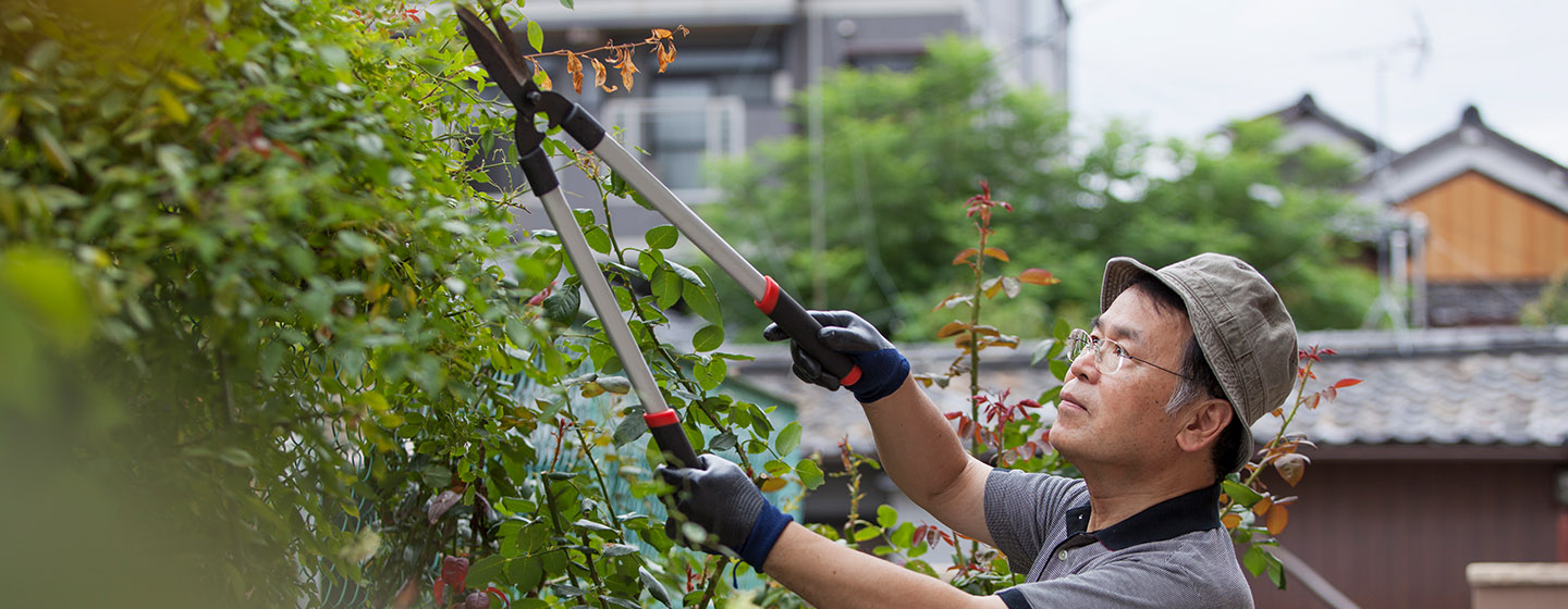 man pruning bushes