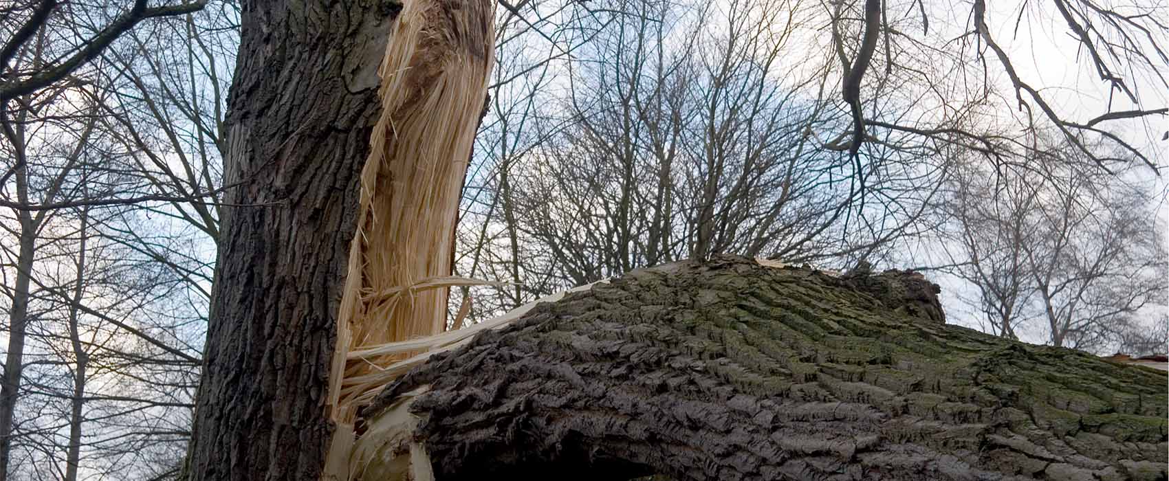 Tree limb partially severed from tree due to wind storm