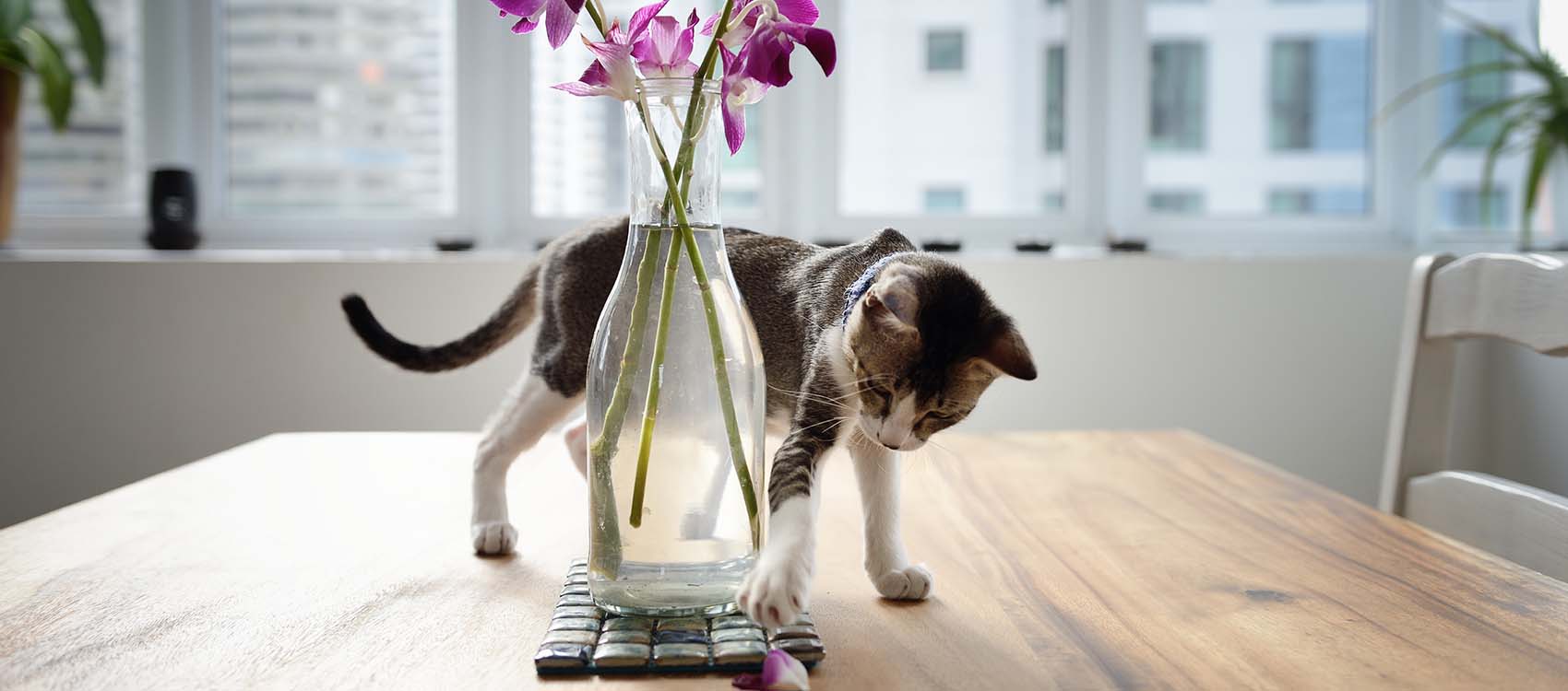 kitten playing with a vase of flowers on a wood table