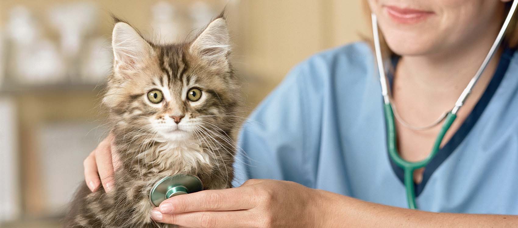 Veterinarian examining a Maine Coon Kitten