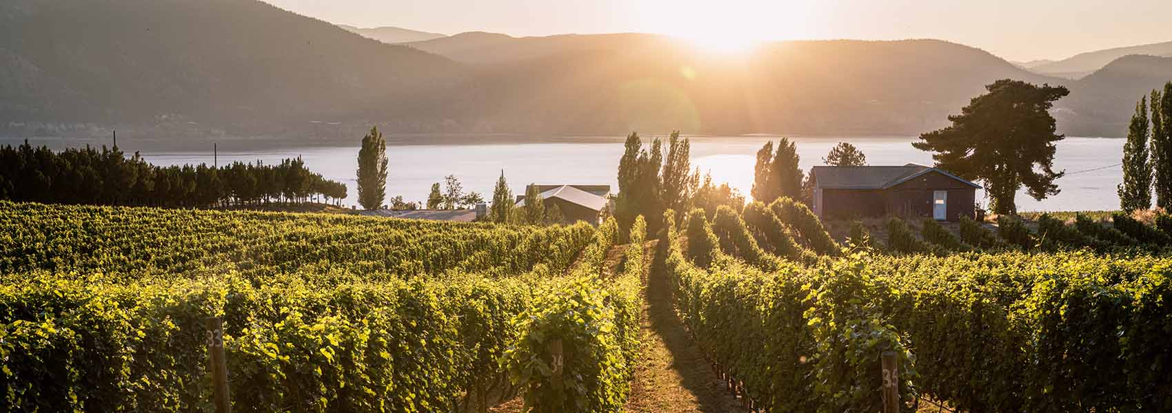 okanagan valley vineyards at sunset