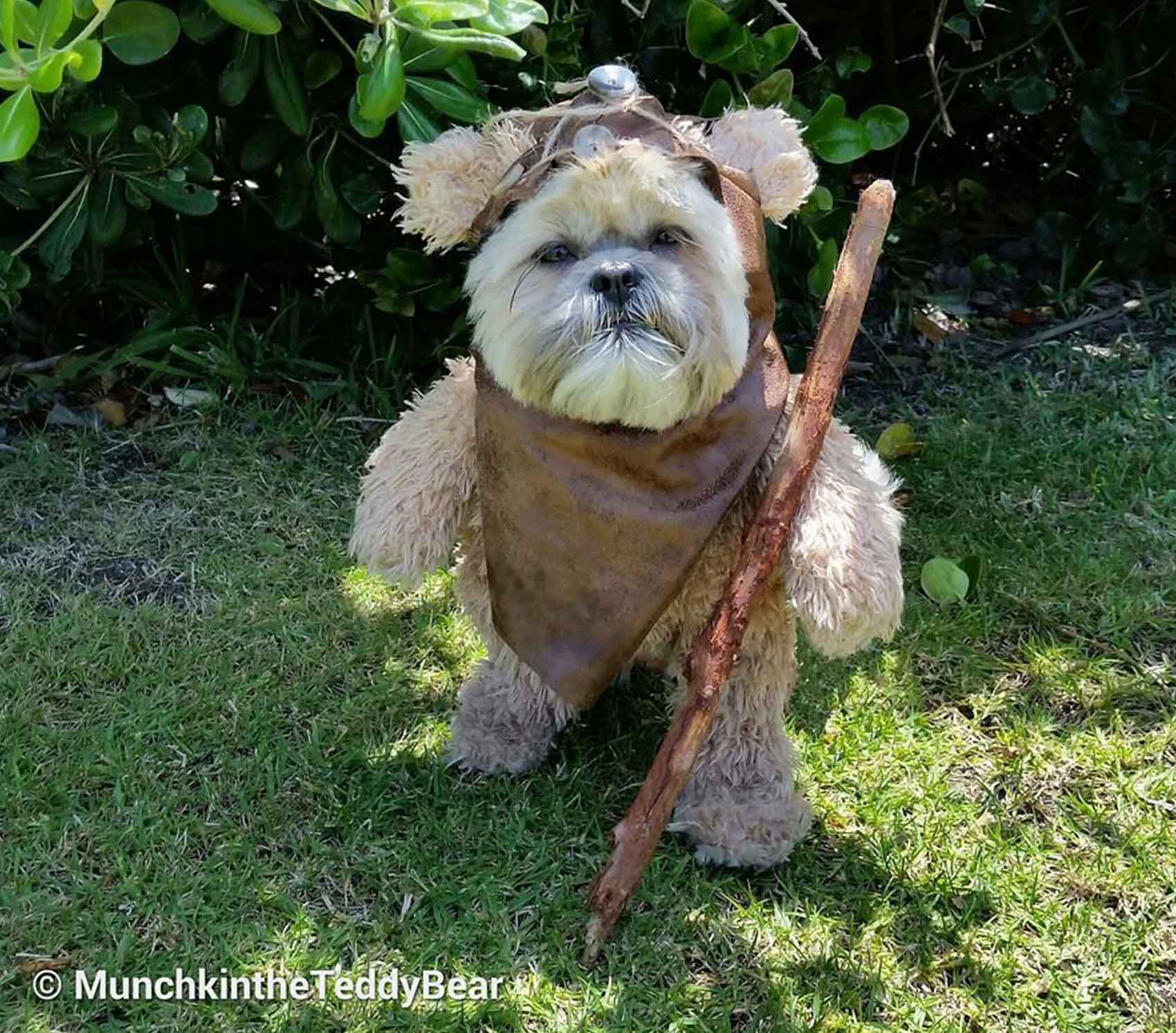 Munchkin the dog has gone full Ewok