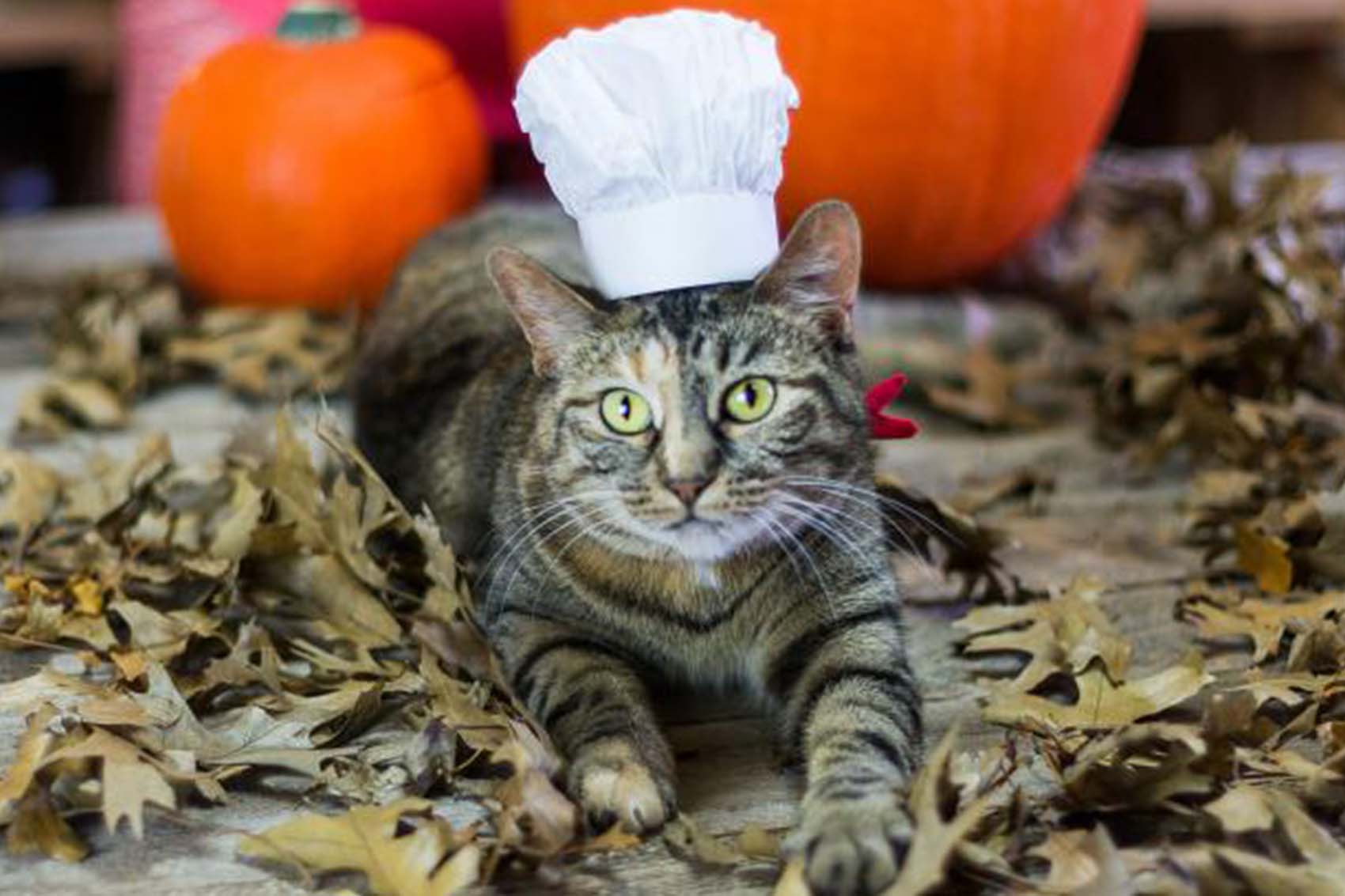 Chef Hat For Cats 5 DIY Halloween costumes you can make for your pet | BCAA