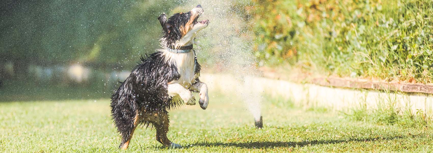 Australian shepherd puppy playing with a lawn sprinkler