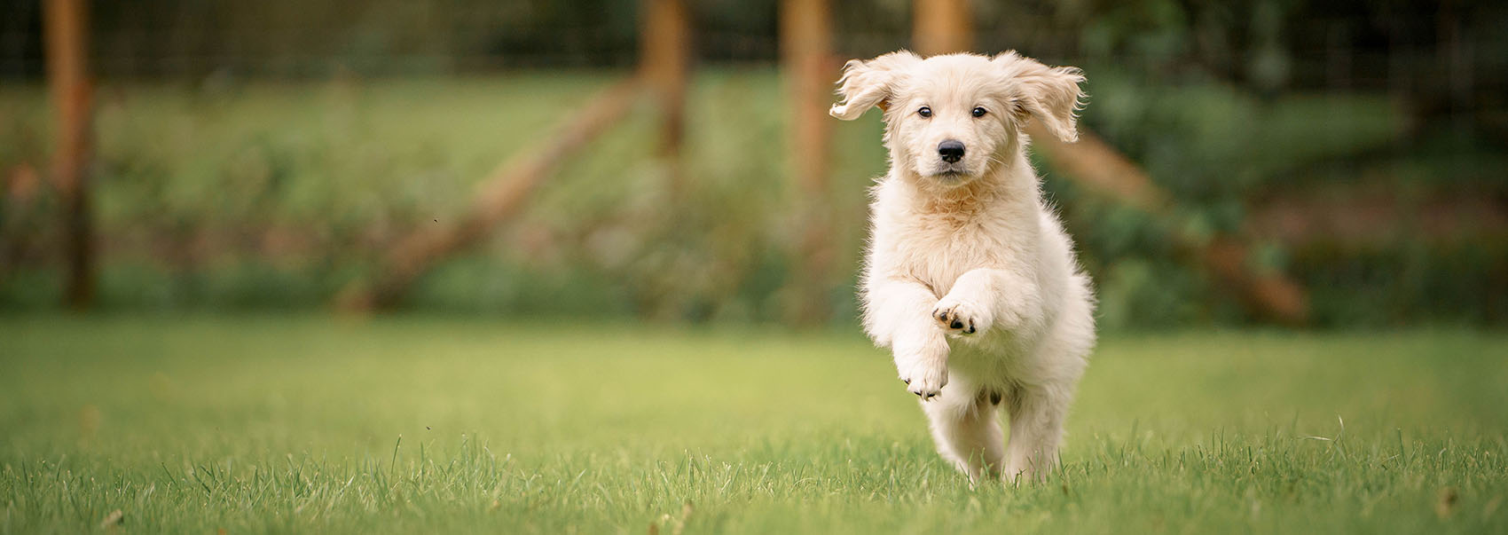 golden retriever running on grassy field