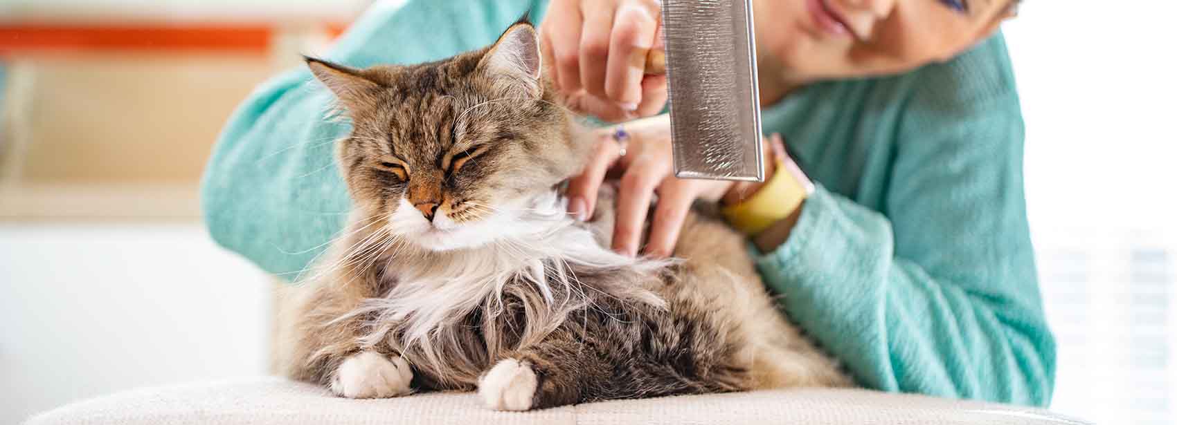 Woman Brushing Her Siberian Cat