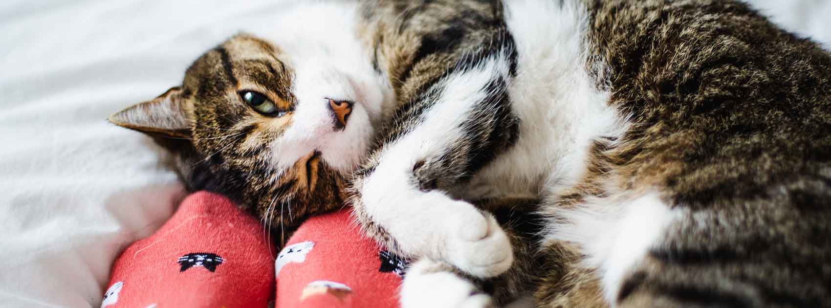 Cat on a bed