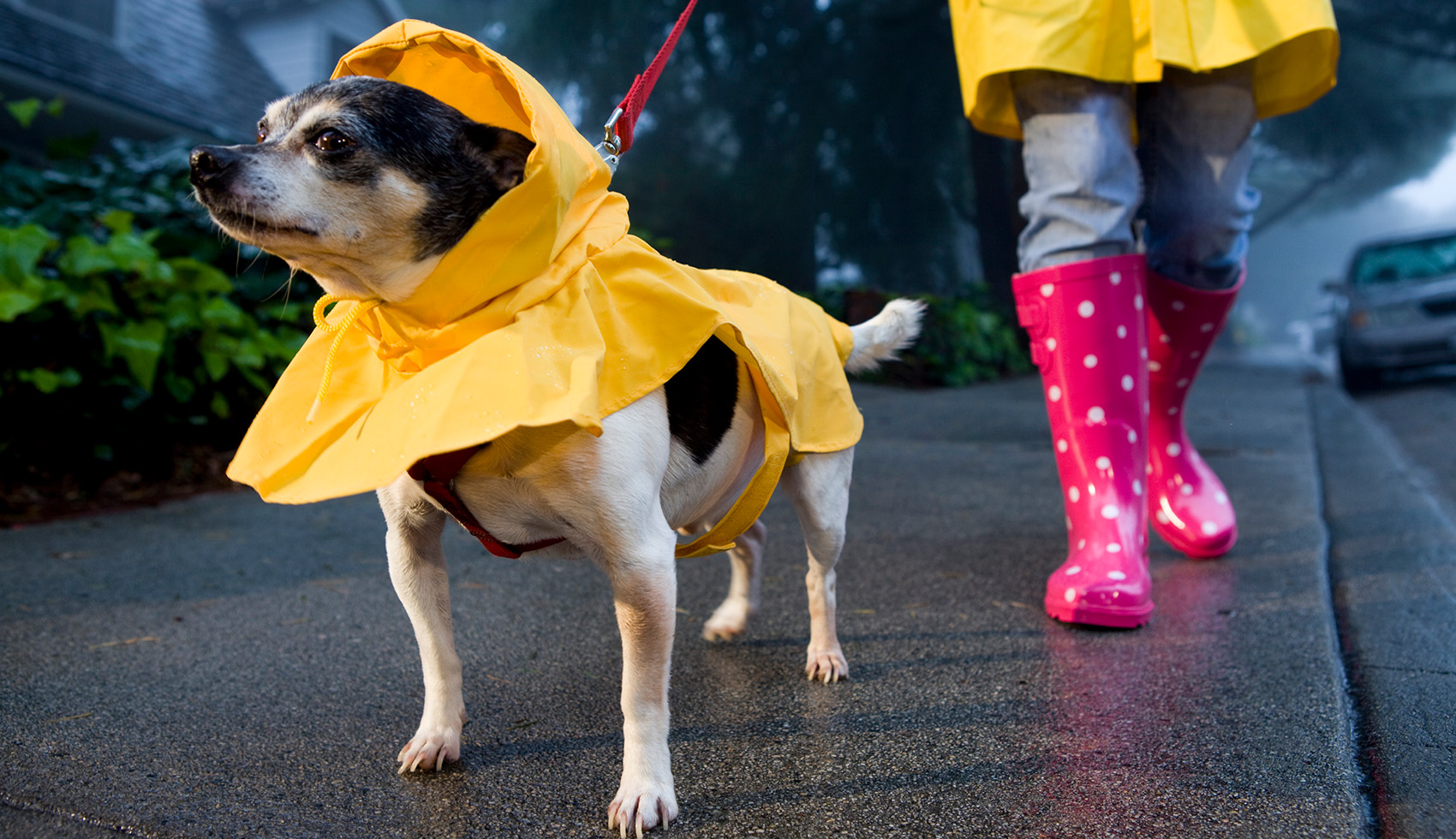 Walking a dog with a rain coat