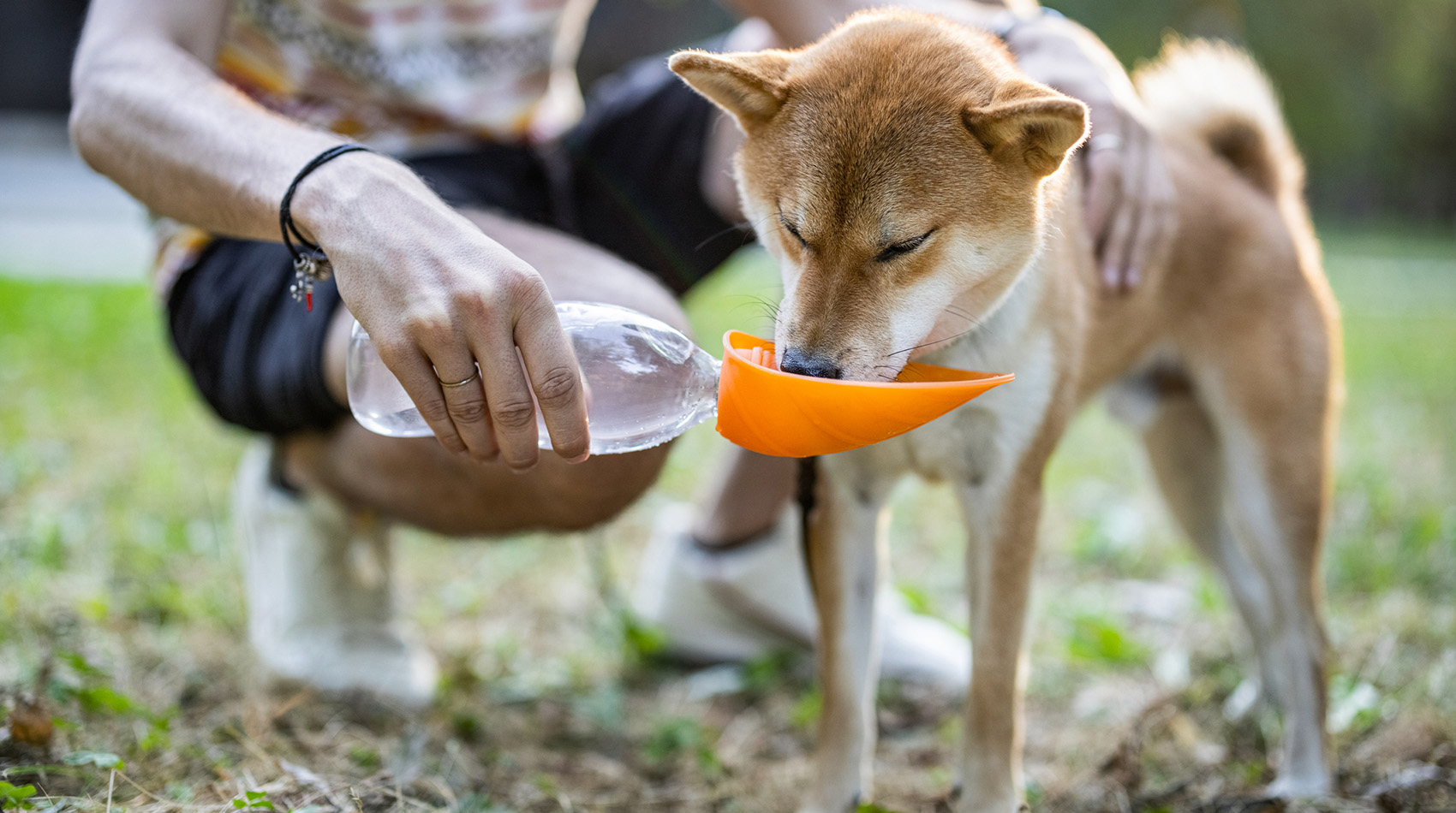 Thirsty dog drinking water