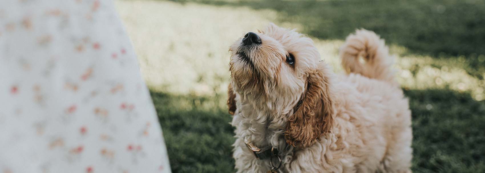 A cockapoo puppy looks up patiently at his owner