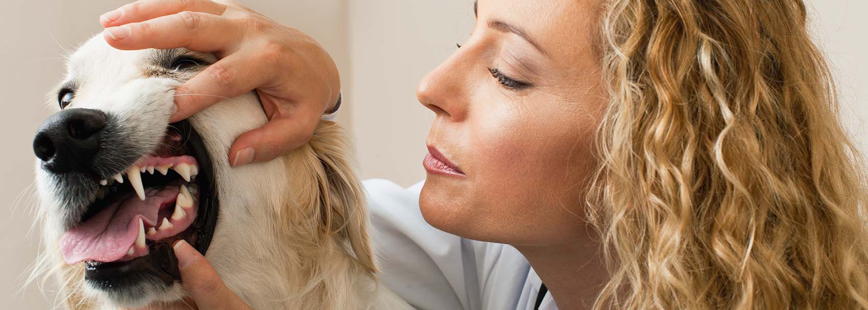 Veterinarian examining dog in office