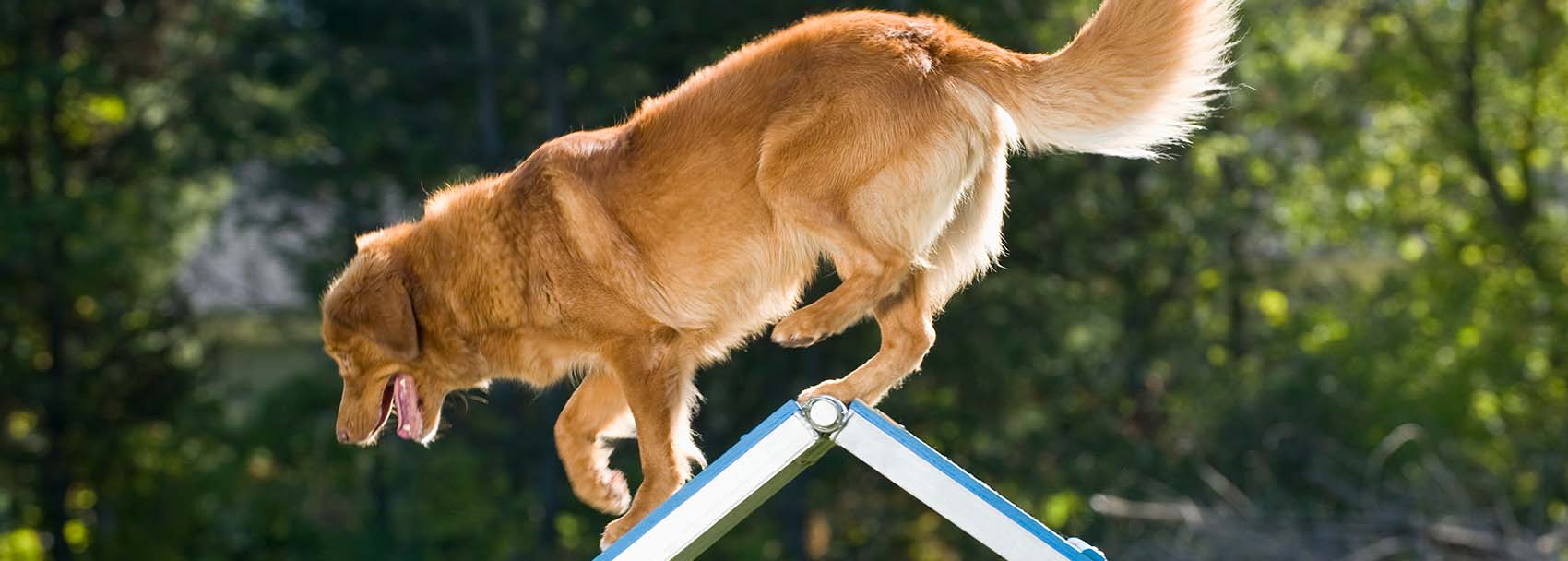 Retriever at peak of A-frame