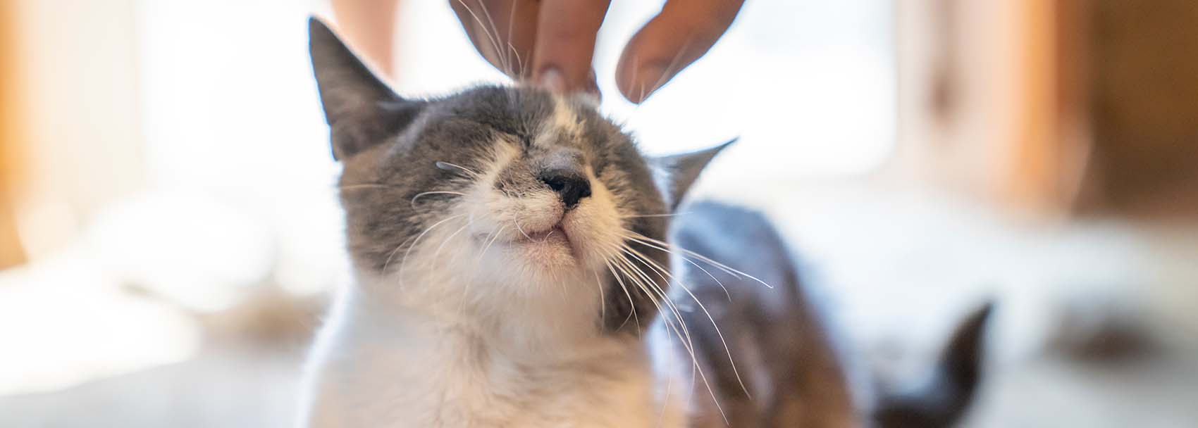 cat receiving head scratches
