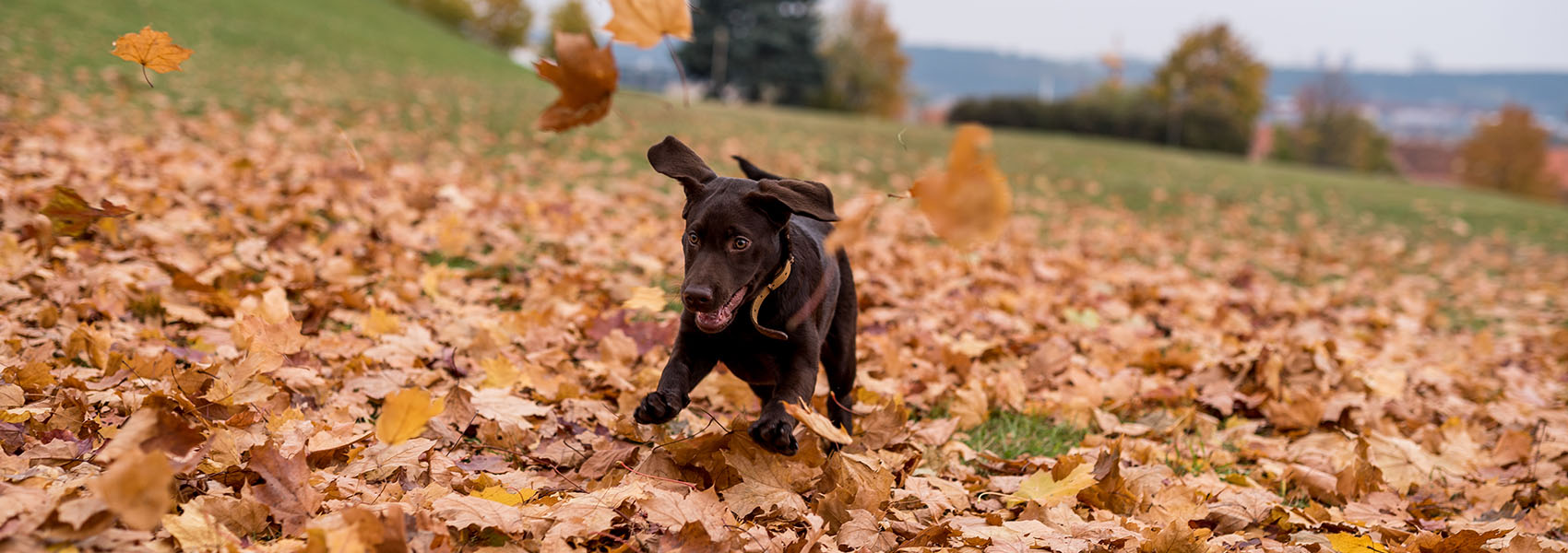 dog playing in pile of fall leaves