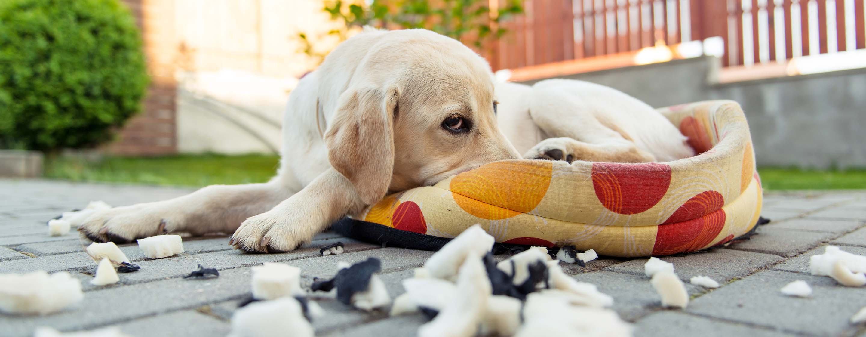 Bcaa dogs best sale