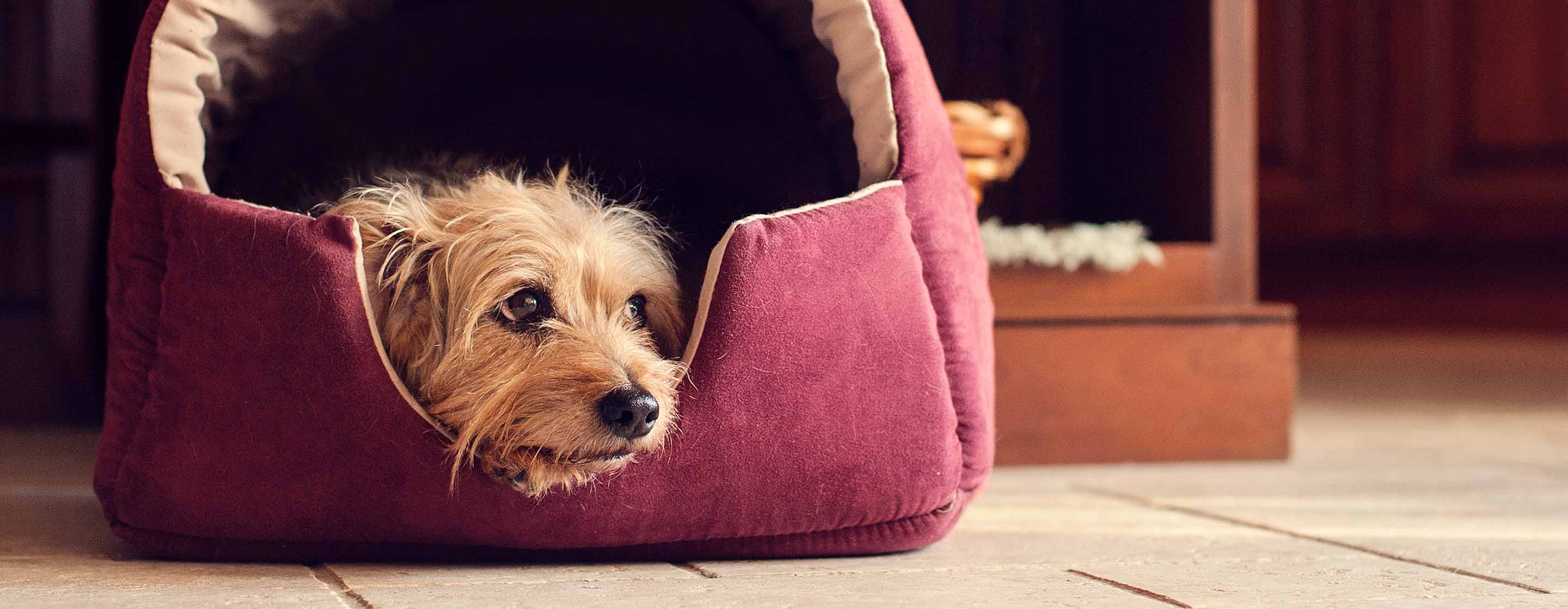 dog in dog bed