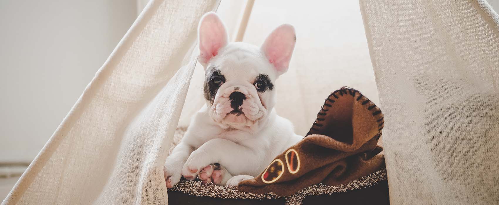 White french bulldog puppy with a black spot over its right eye sits in a basket with a blanket