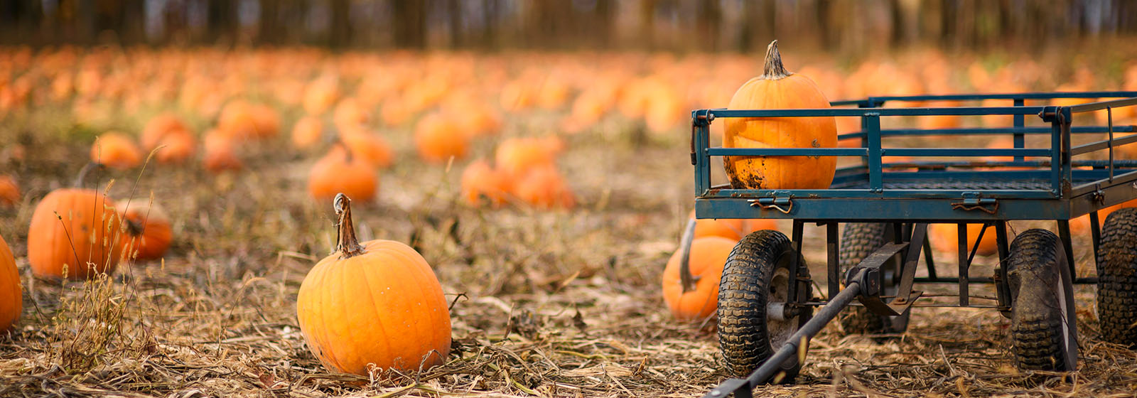 pumpkin patch