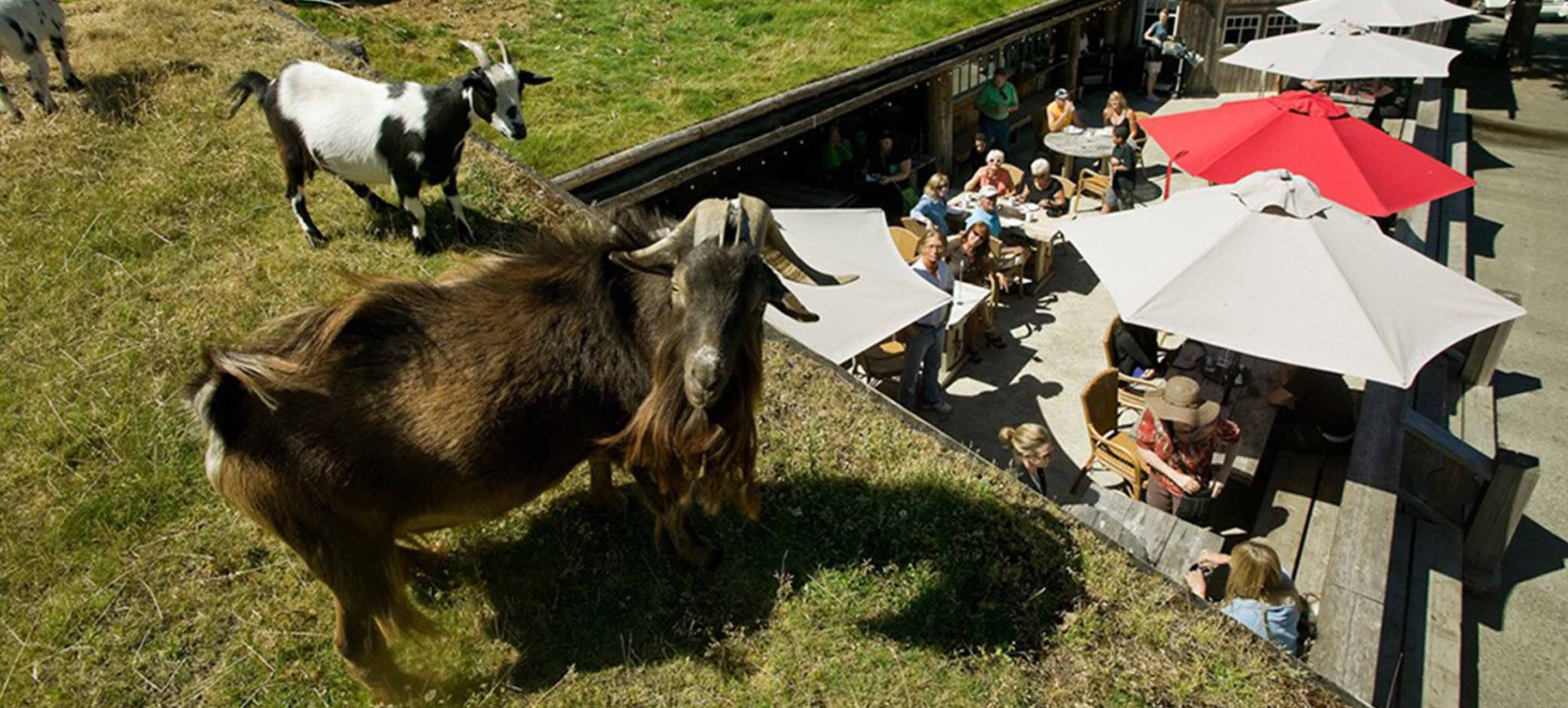 Goats on the roof at Coombs Old Country Market by Cuckoo Trattoria