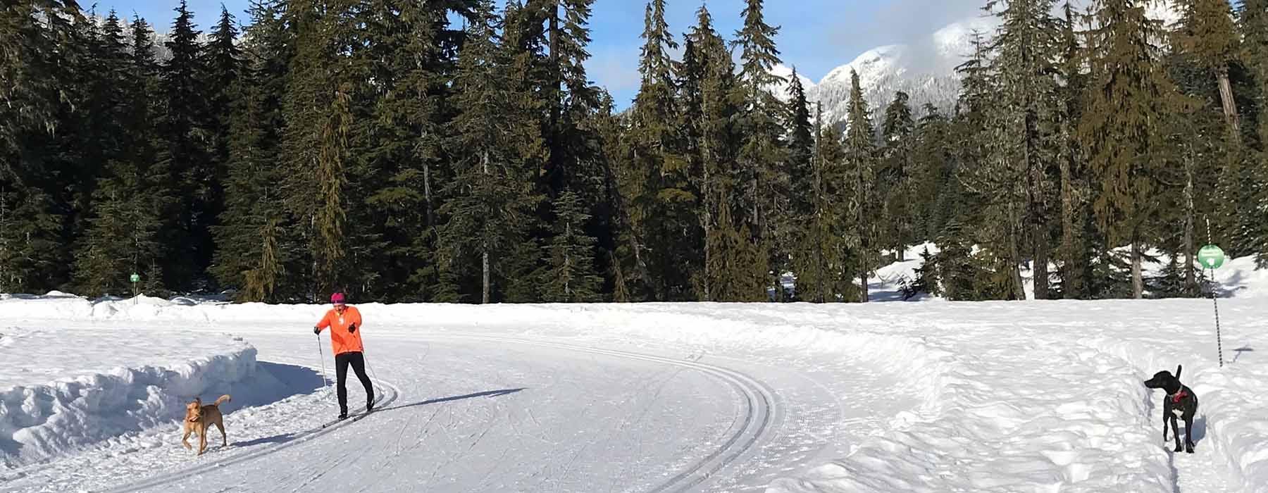 Skiing with two dogs