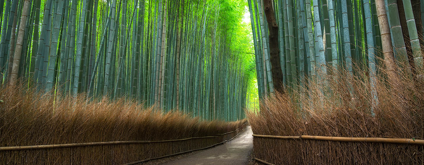 Bamboo forest in Japan