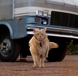 cool Cat walking in front of RV