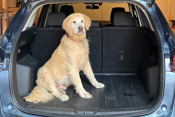 Golden retriever in trunk of car