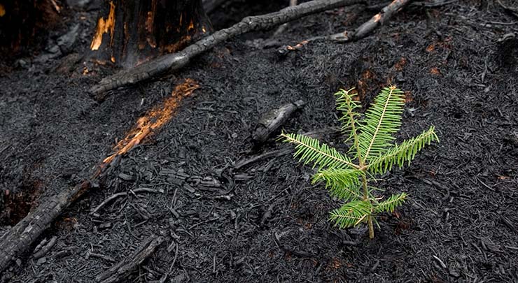 Sapling growing from ashes of forest fire