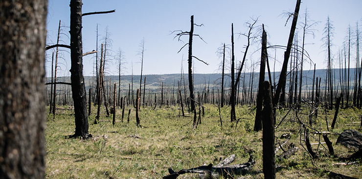 Burnt Forrest near Williams Lake BC