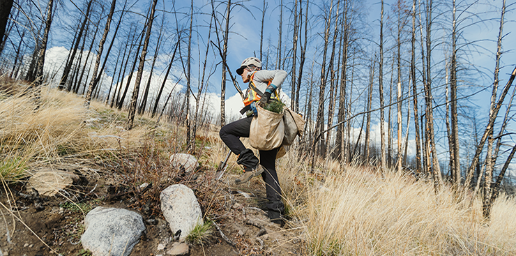 Tree Planter Walking Up a Slope