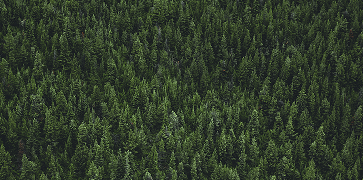 Aerial Photograph of a Forrest