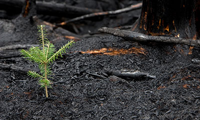 Young vegetation emerging after a wildfire