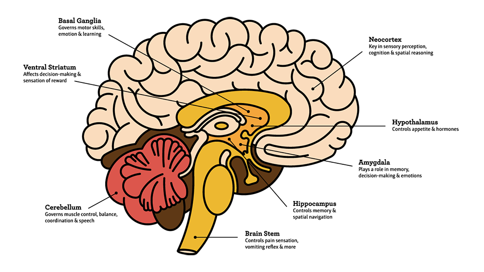 Brain illustration