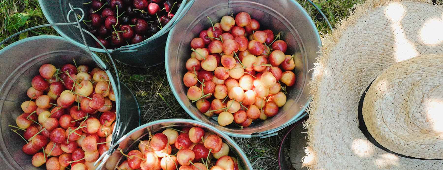 Okanagan cherries